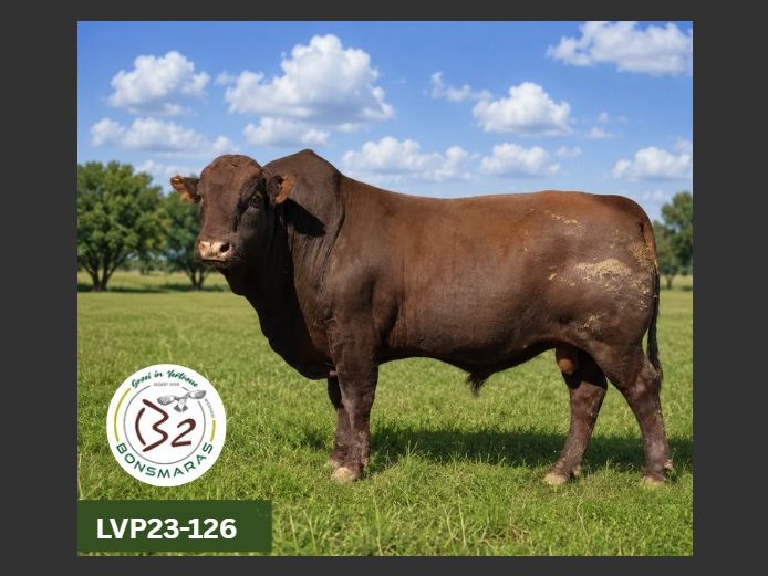 LVP 230126 | B2 BONSMARAS