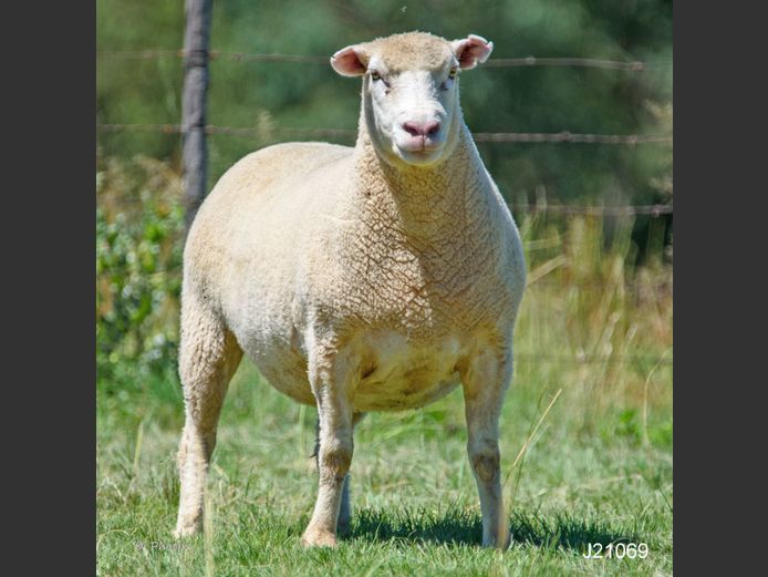 J 210069 | LEEUWKOP DORMERS