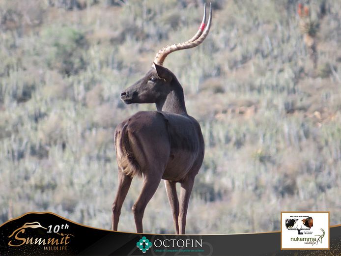 22 4/8" Black Impala Ram
