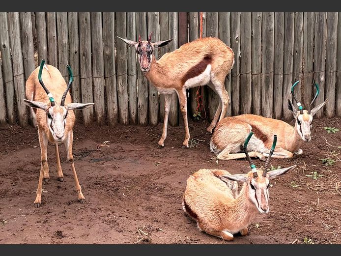 Damara Springbok Ooie