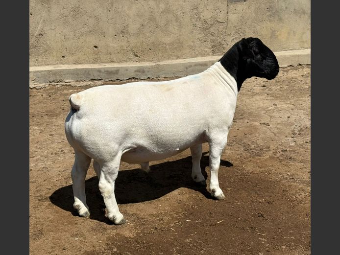 248427 | Leroy Phillips Dorpers