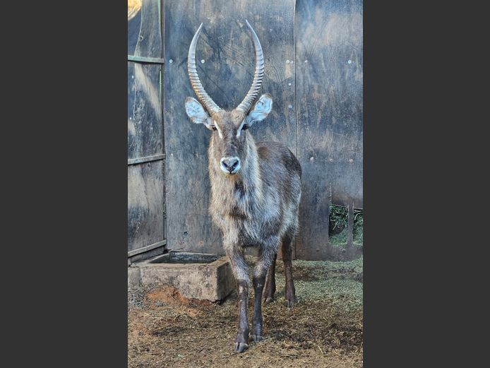 WATERBUCK 26” | PWAB BOERDERY