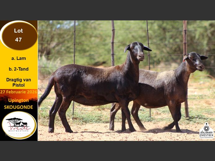 PS 47B | Peter & Christia Scholtz - Vrede Meatmasters