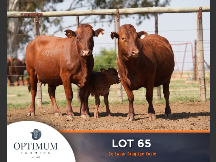 Commercial Animals | OPTIMUM FARMING M WIPPLINGER