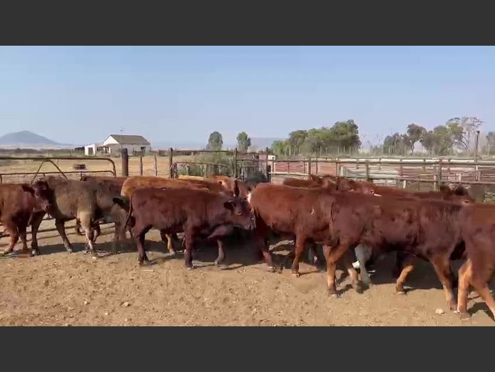 Weaners | Marx Jordaan