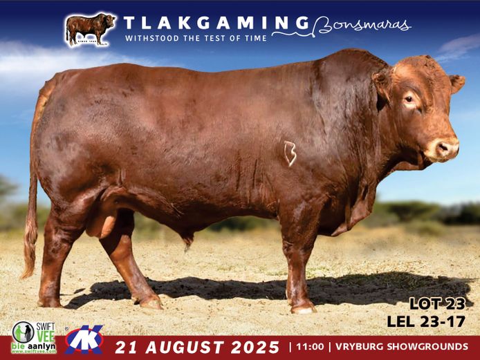 LEL230017 | LEE & SON