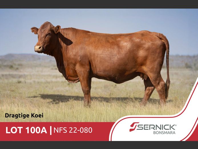 NFS 220080 Pp(c) | SERNICK BONSMARA STOET