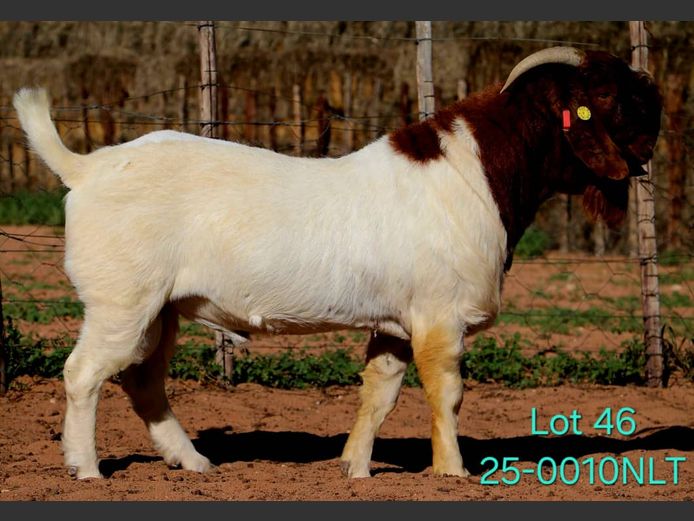 25-0010NLT | LEKWATER