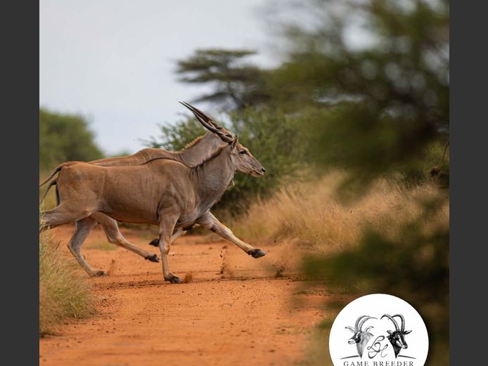 Cape Eland Breeding | WATERBERG PLATO GAME BREEDERS
