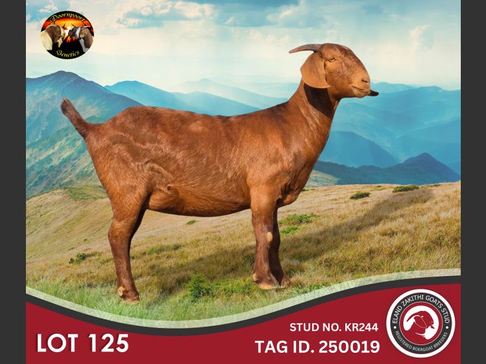 24425019 | ELAND ZAKITHI GOATS STUD