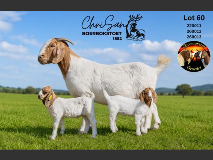 1852220011 | CHRISAN BOERBOKSTOET