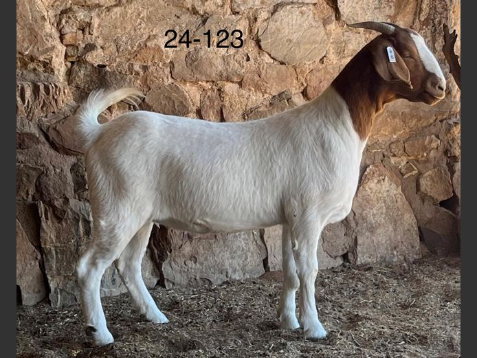 24123 | Chippie Poultney