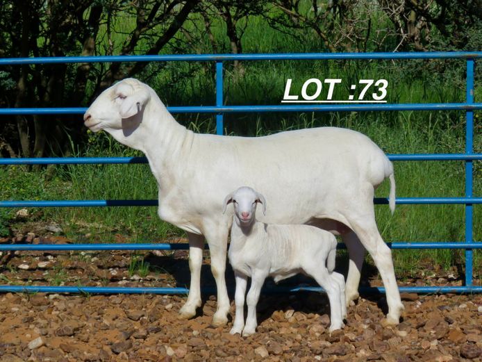 34 24 0378 | Louis v Rensburg h/a Leeuput Trust