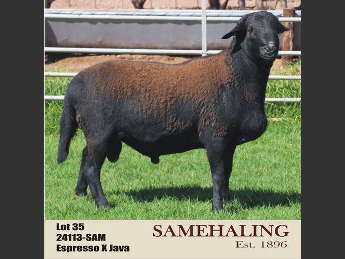 SAMEHALING MEATMASTERS | 24113