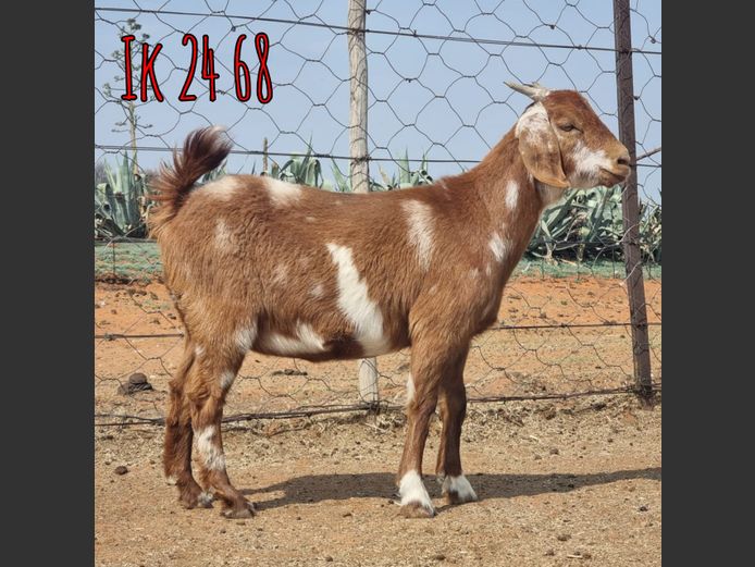 IK 24 68 | Erik De Witt