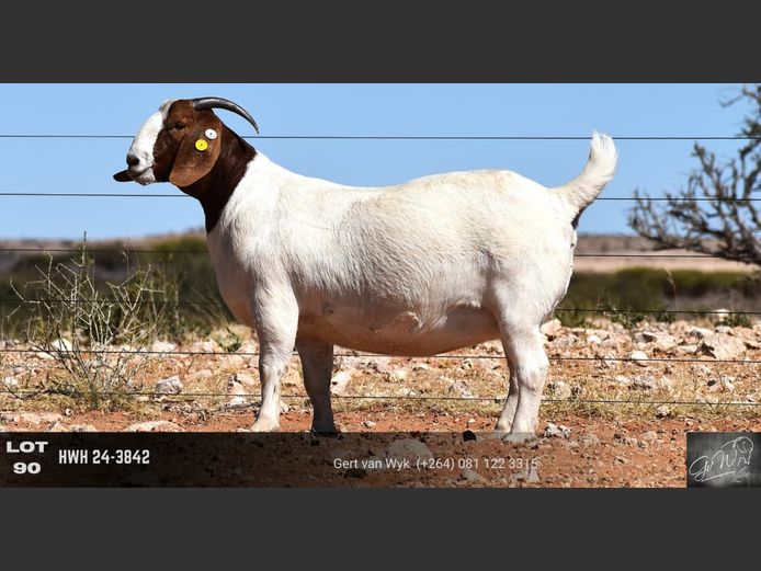 HWH24-3842 | Gert van Wyk