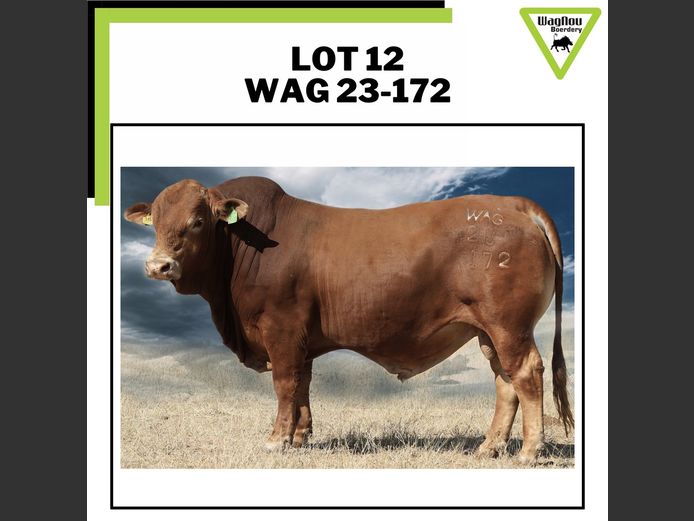 WAG 230172 | WAGNOU BOERDERY