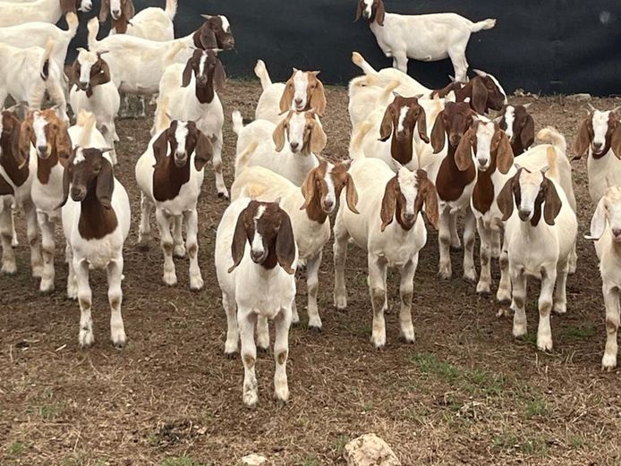 Boergoat Maiden Ewe Kids