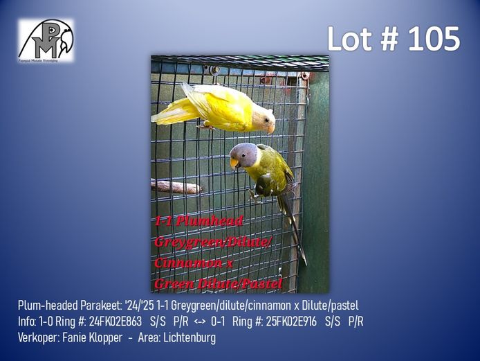 1-1 '24/'25 Plum-headed Parakeet: Greygreen/dilute/cinnamon x Dilute/pastel - Fanie Klopper