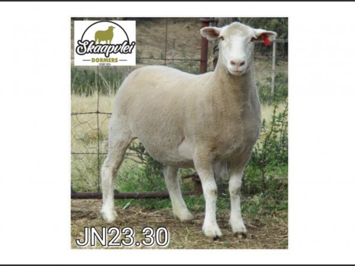 JN 230030 | J.J. NEL & SEUN