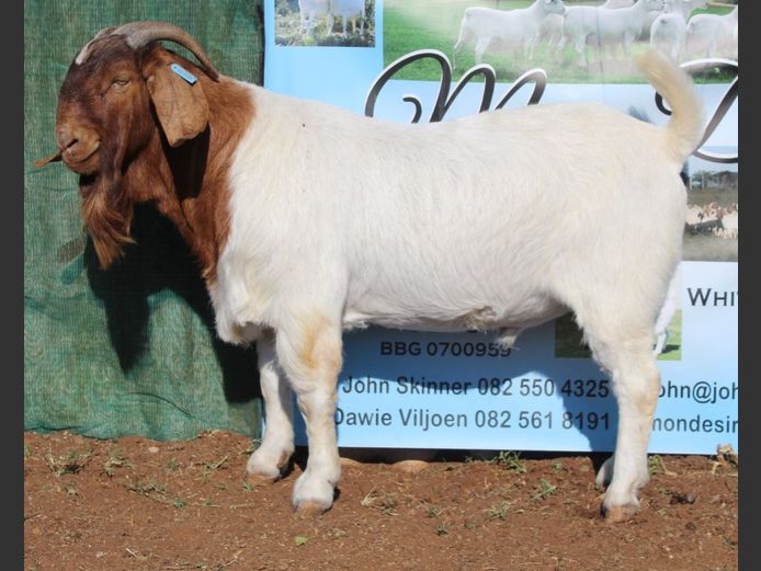 1633 24 0820 | Mon Desir Boergoats