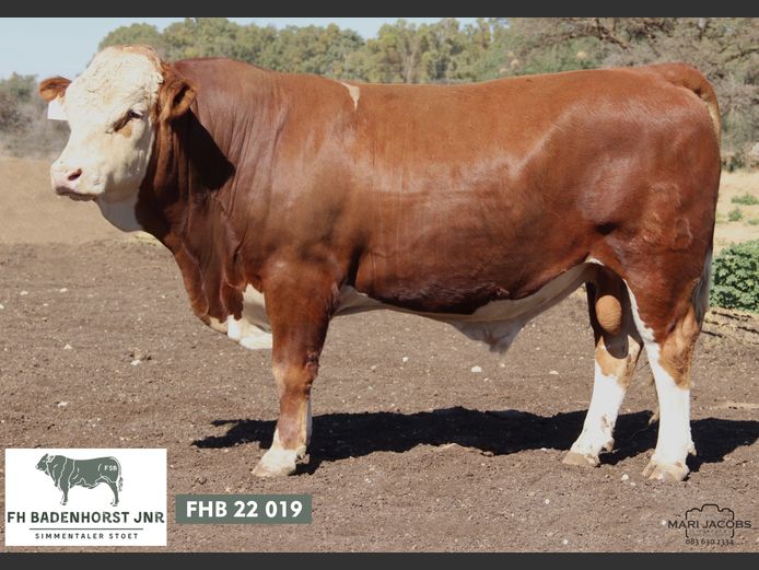 FHB2219 | FH BADENHORST