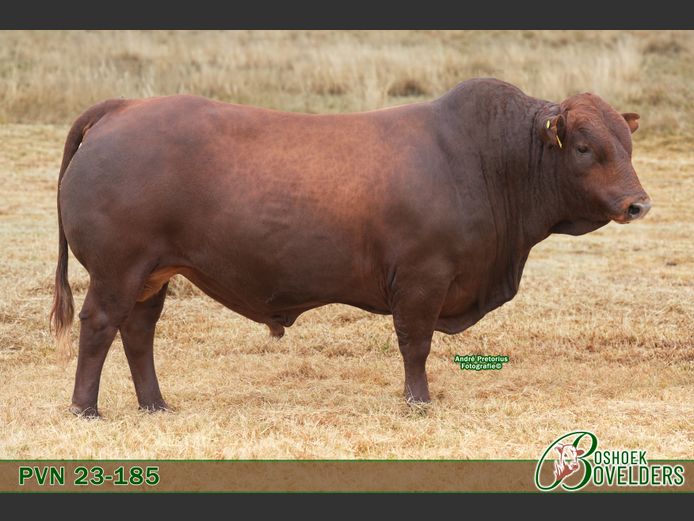 PVN230185 | Boshoek Bovelders