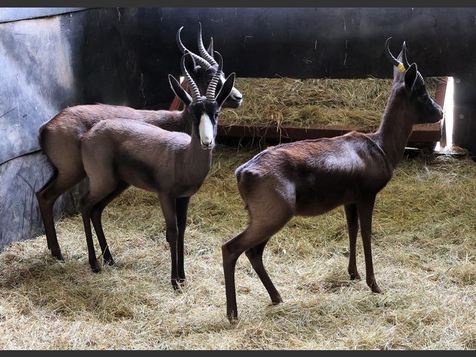 SWART SPRINGBOK | AL BADENHORST
