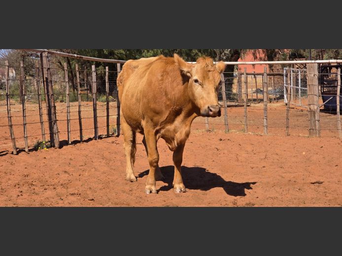 Commercial Animals