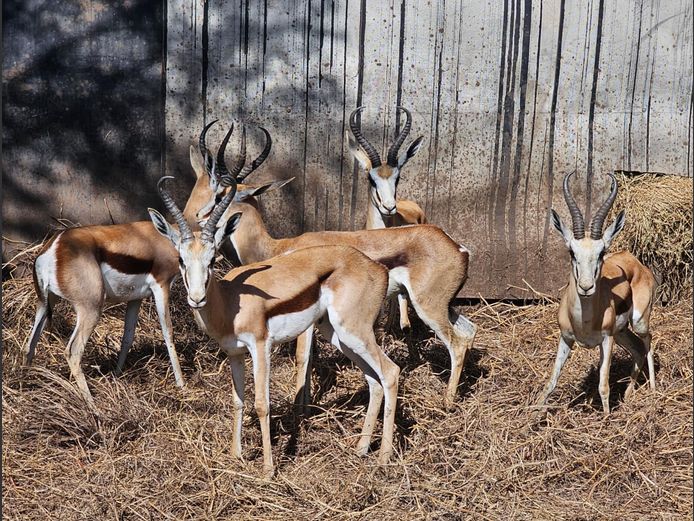 SPRINGBUCK | DH CILLIERS