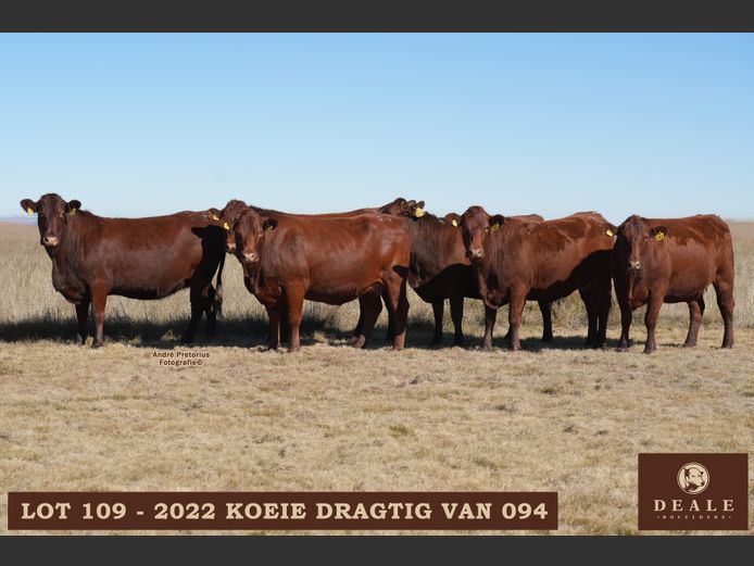 Dragtige koeie