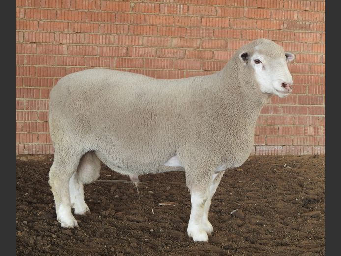 K 240058 | KASSIE BOERDERY BOERDERY