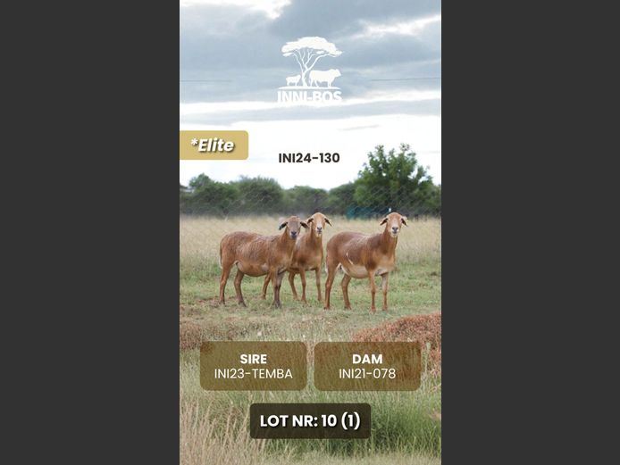 INI24-130 *Elite