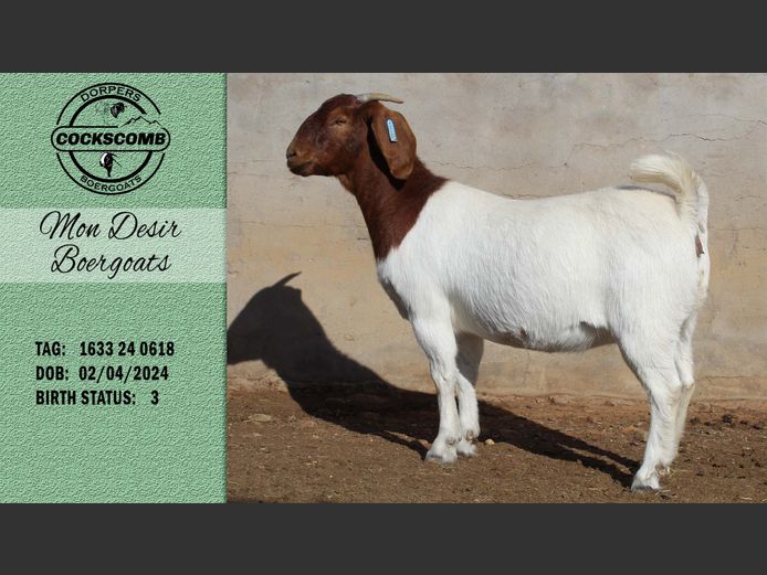 1633 24 0618 | Mon Desir Boergoats