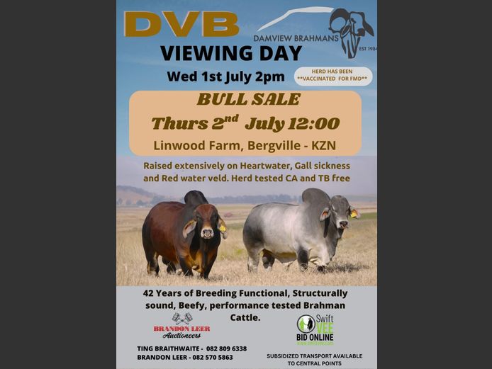 DAMVIEW BRAHMANS BULL SALE 