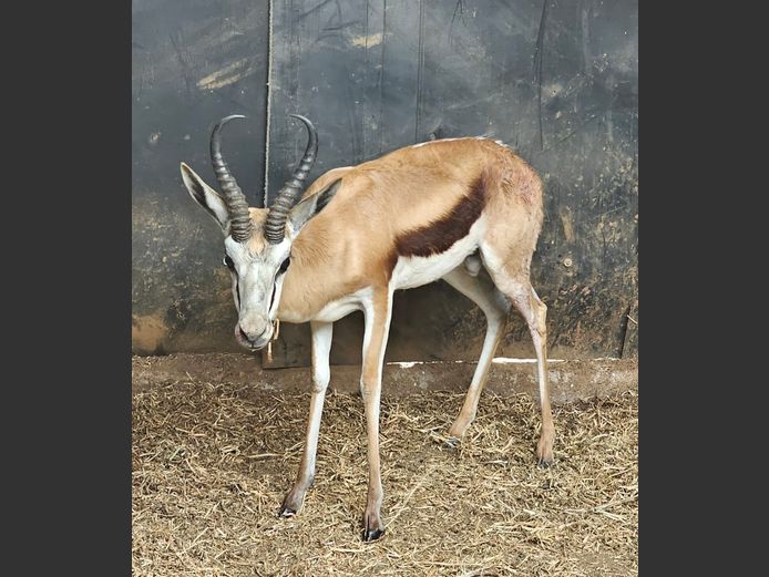 SPRINGBOK | BUFFELSPOORT