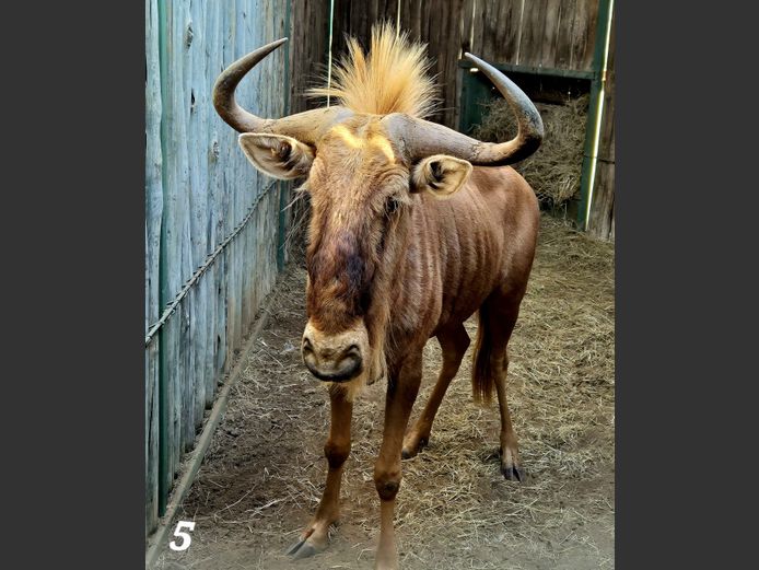 GOUEWILDEBEES | SCHALK VAN ZYL