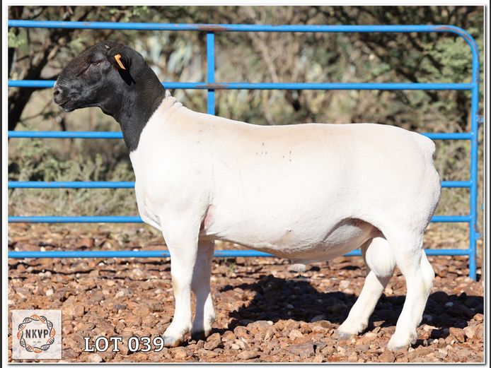 2192 24 0492 | MIDDELWATER DORPERS, CHARL KLEINHANS