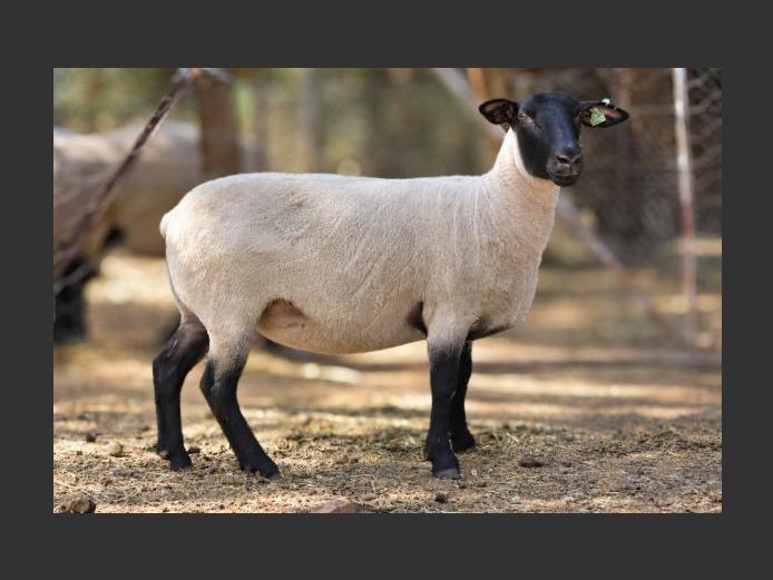 389250002 | HANMAR BOERDERY