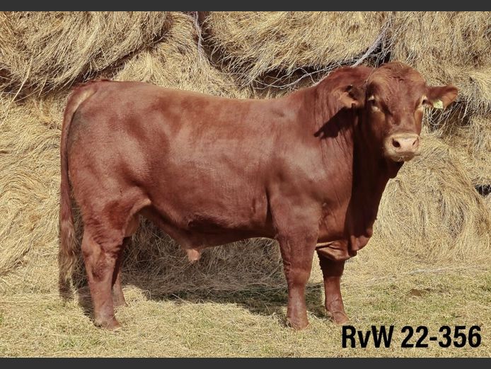 RVW22356 | VAN WYK AJ