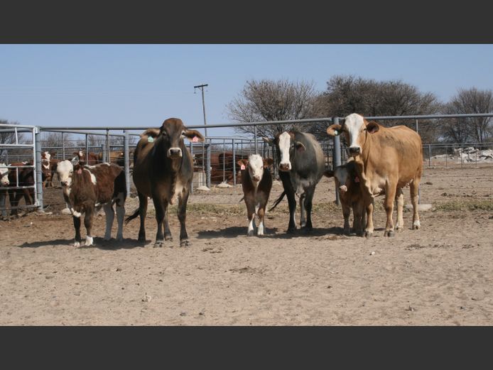 Commercial Animals