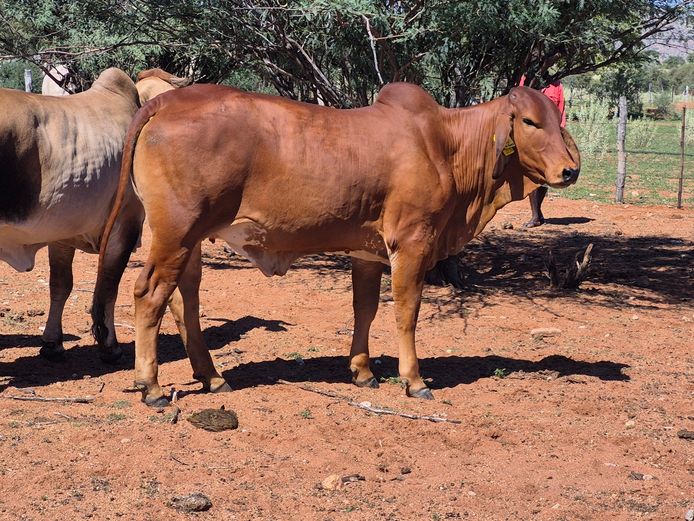 23-0034DNC | DANECO BRAHMAN STOET 