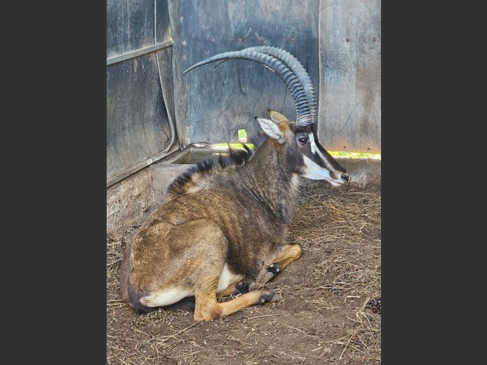 SABLE 38 1/2" | SABLE HILL SAFASRIS