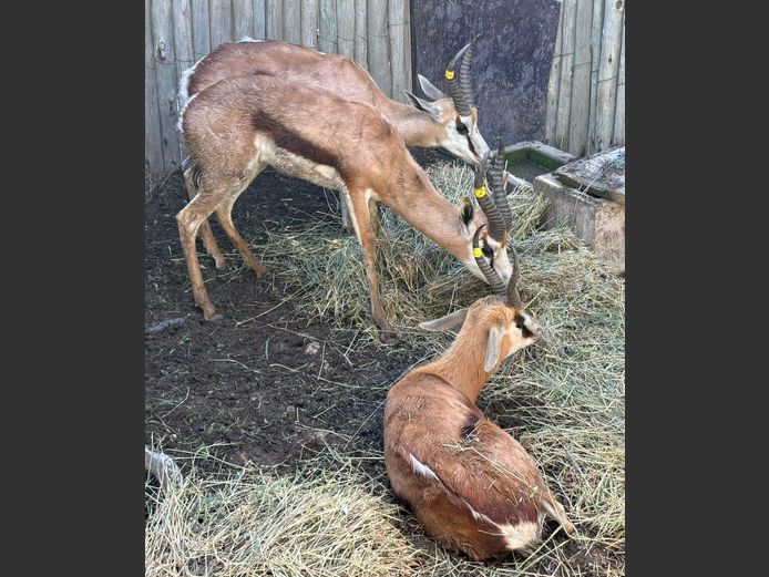 Springbok Jagramme