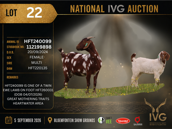 HFT24-0099 | HOOPFONTEIN STUD