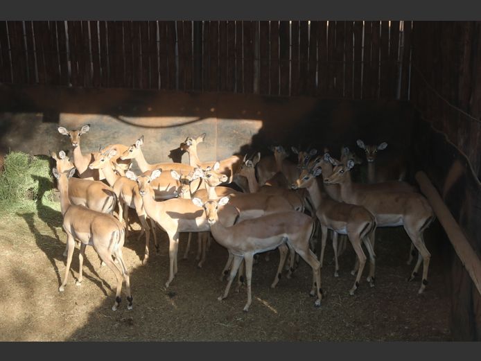 Rooibokke
