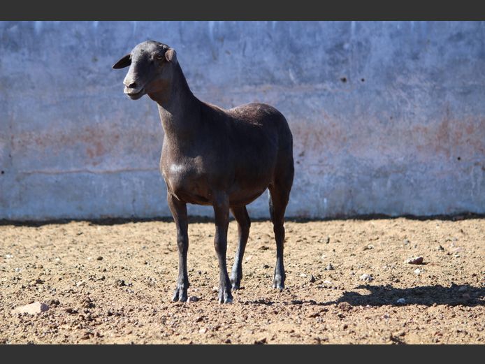 CRL 24.334 | Riaan Liebernberg - Hanri Meatmasters