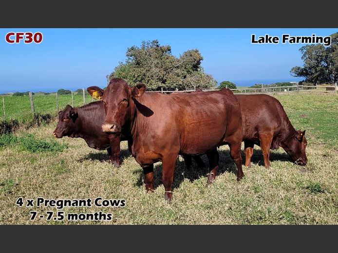 Commercial Females | Lake Farming