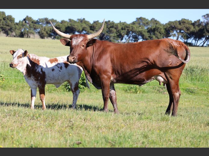 EX 230029 | EXSTEEN NGUNI’S & SANGA‘S