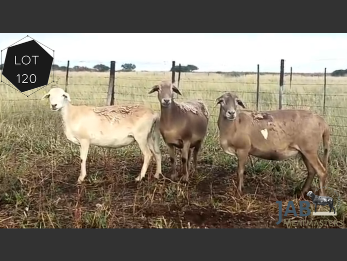 Ewes | JAB Meatmaster 
